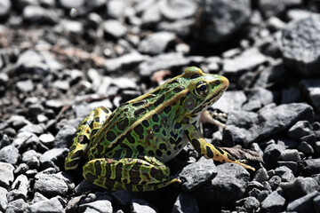 closeup of a green frog on a gravel road
