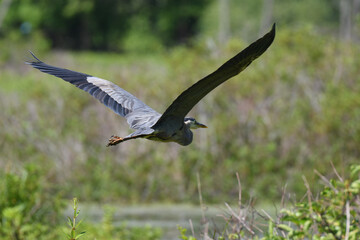 great blue heron in flight over a marsh