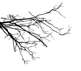 Tree branch silhouette. Vector illustration.