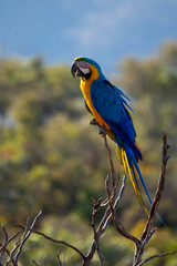 A blue and yellow macaw perched on a tree branch. Species Ara ararauna also know as Arara Canide. It is the largest South American parrot. Birdwatching. Bird lover.
