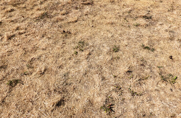 Dry grass due to prolonged drought without rain