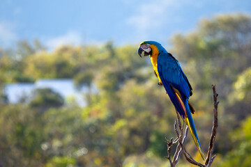 A blue and yellow macaw perched on a tree branch. Species Ara ararauna also know as Arara Canide. It is the largest South American parrot. Birdwatching. Bird lover. © Fernando Calmon