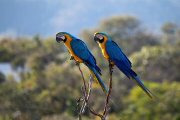 A blue and yellow macaw perched on a tree branch. Species Ara ararauna also know as Arara Canide. It is the largest South American parrot. Birdwatching. Bird lover. - obrazy, fototapety, plakaty