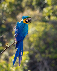 A blue and yellow macaw perched on a tree branch. Species Ara ararauna also know as Arara Canide. It is the largest South American parrot. Birdwatching. Bird lover.