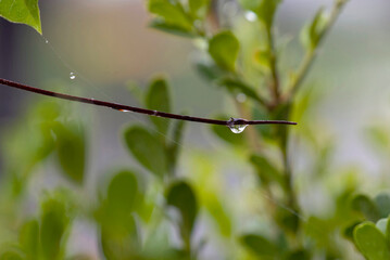 Rainwater drops on a plant