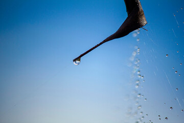 Obraz premium Rainwater drops on spiderweb