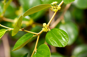 Bidara, Ziziphus mauritiana leaves and flowers, known as Indian jujube, Indian plum Chinese date, and Chinese apple