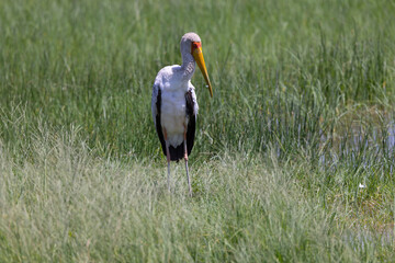 Brambleberry Tours Serengeti Safari 2021 - Serengeti, NgoroNgoro, Ndutu - East African Wildlife