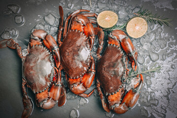 raw crab on black background , fresh mud crab with ice for cooking food in the seafood restaurant - obrazy, fototapety, plakaty