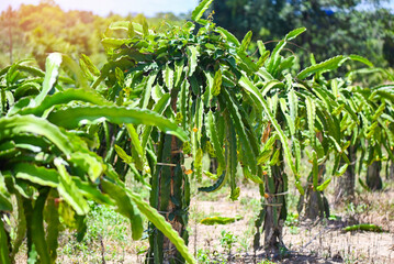 dragon fruit tree with dragon fruit flower on tree in the agriculture farm at asian, pitahaya...