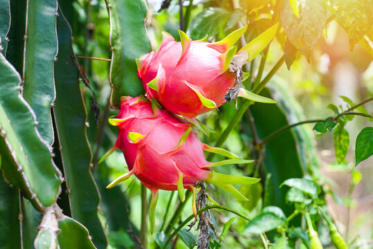 dragon fruit on the dragon fruit tree waiting for the harvest in the agriculture farm at asian, pitahaya plantation dragon fruit in thailand in the summer