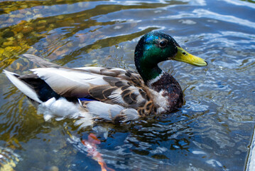 Image of an animal a wild drake and a duck sail on a pond. High quality photo