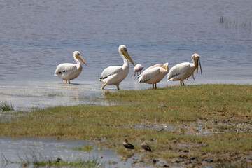 Brambleberry Tours Serengeti Safari 2021 - Serengeti, NgoroNgoro, Ndutu - East African Wildlife