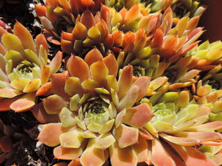 Houseleek succulent close up texture