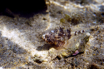 Obraz na płótnie Canvas Black Mediterranean Scorpionfish - Scorpaena porcus 