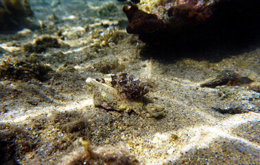 Naklejka na ściany i meble Black Mediterranean Scorpionfish - Scorpaena porcus 