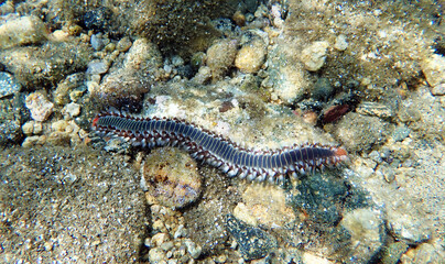 Bearded fireworm - Hermodice carunculata
