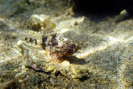 Black Mediterranean Scorpionfish - Scorpaena porcus  