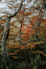 Obraz premium autumn in the forest