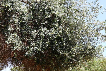 Old olive trees in the city park