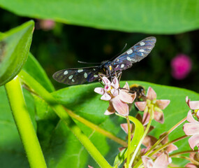 amata phegea collects nectar on pink flowers.butterfly on flower for background wallpaper