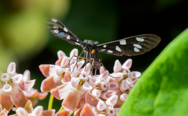 amata phegea collects nectar on pink flowers.butterfly on flower for background wallpaper