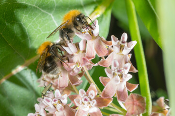 bumblebee on a pink flower.bumblebee bee collects nectar on flowers macro.beautiful screensaver wallpaper