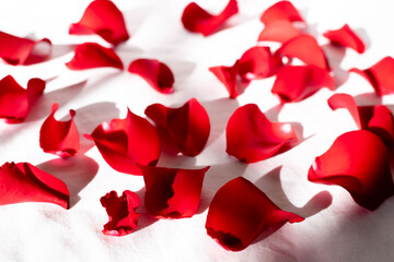 petals of a red roses on a white background
