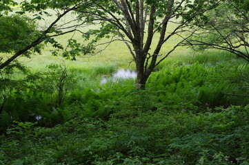 Fototapeta na wymiar 湿原のほとりK3CP5622