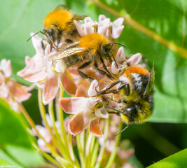 bumblebee on a pink flower.bumblebee bee collects nectar on flowers macro.beautiful screensaver...
