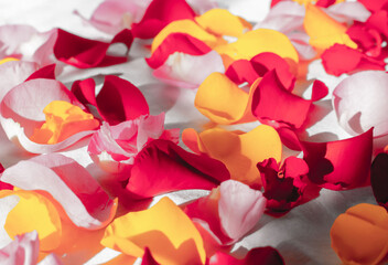 petals of a red roses on a white background
