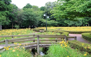 華やかに咲く黄色い花　キスゲ　夏の風景　古河　ネーブルパーク