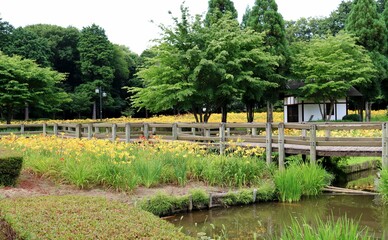 Fototapeta na wymiar 華やかに咲く黄色い花　キスゲ　夏の風景　古河　ネーブルパーク