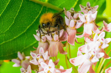 bumblebee on a pink flower.bumblebee bee collects nectar on flowers macro.beautiful screensaver...