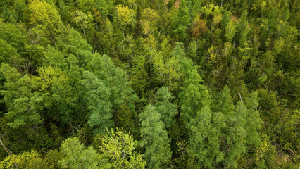 Aerial view of spring woods