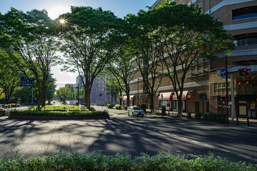仙台市青葉区定禅寺通・木漏れ日溢れる早朝の風景