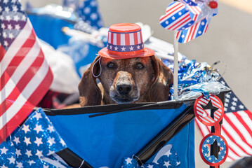 Forth of July holiday parade in small town is perfect place to walk the dachshund dog in the stars...