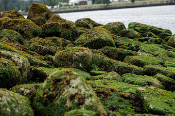 Green Moss and Algae on Big Rocks and Stones