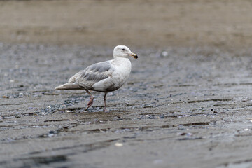 Seagull Roaming on Sand
