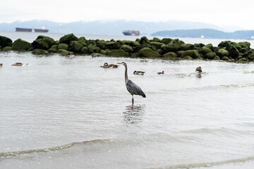 Blue Heron at Shore Beach