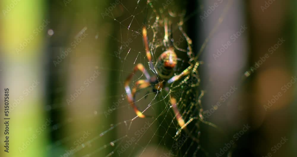 Poster female golden orb-web spider (trichonephila edulis) on a large web in shallow depth of field. select