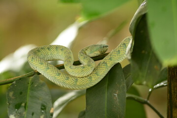 Vipera del Borneo della Malesia