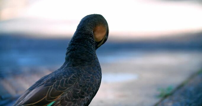 Portrait Of A Pacific Black Duck Preening Its Feathers. Selective Focus Shot