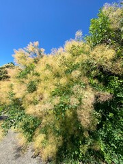 Fototapeta premium Fluffy yellow bushy tree, blue sky