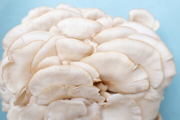 Setas, hongos comestibles