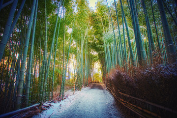Bamboo forest Japan with snow on ground