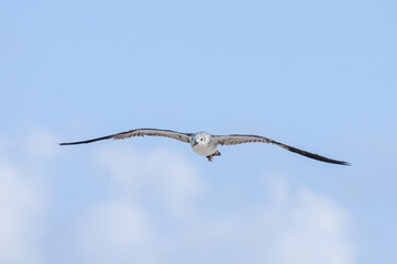 A seagull is flying over a skyblue sky in Playa del Carmen, Quintana Roo, Mexico