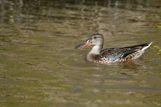 Immature female Northern Shoveler duck swims in a marsh in spring