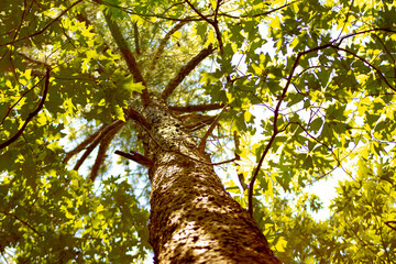 Fototapeta premium tree in the park