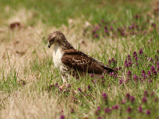red tailed hawk